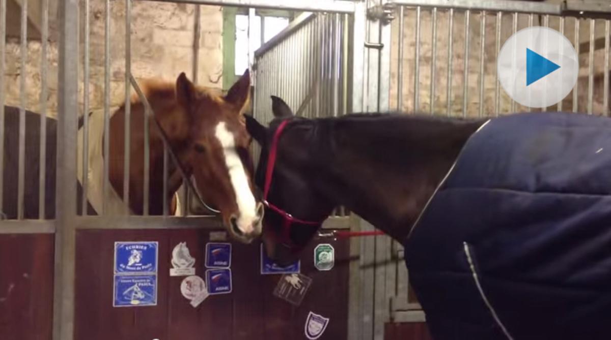 Veckans snackis: Hur man får av en grimma