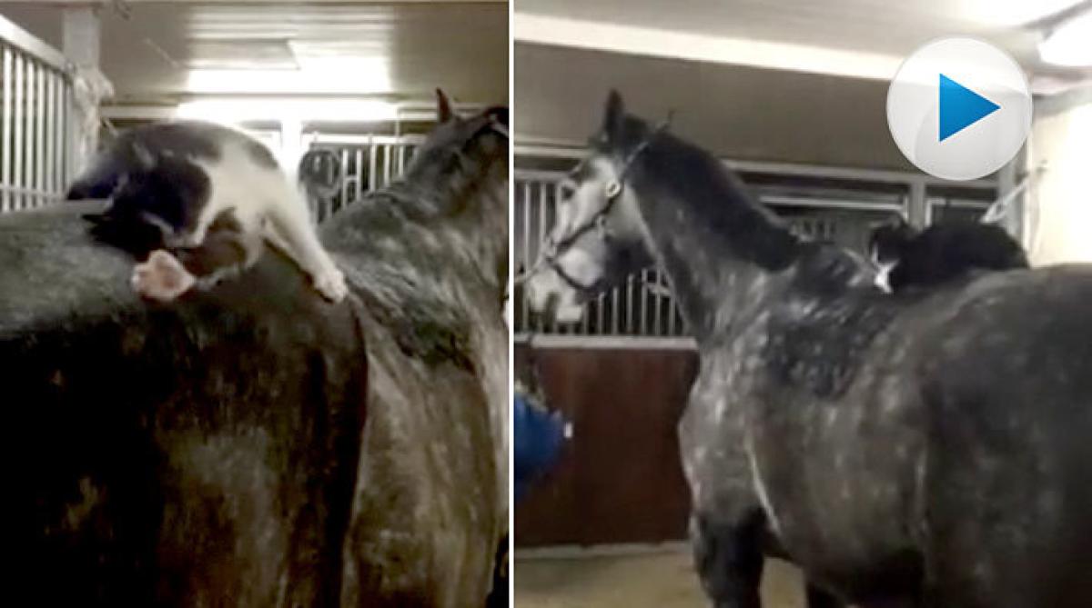 Stallkatten Skrållan ger valacken Sjörövar Fabbe massage