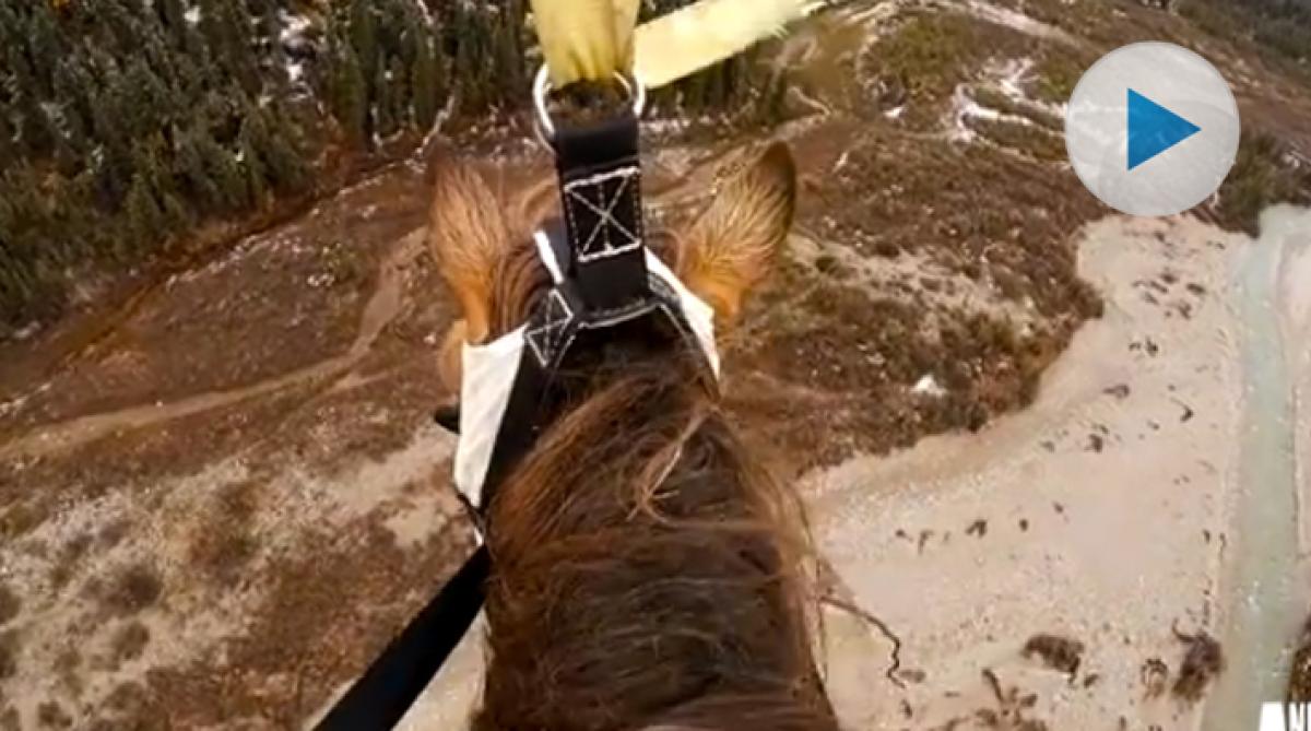 Makalös räddning av häst – med helikopter