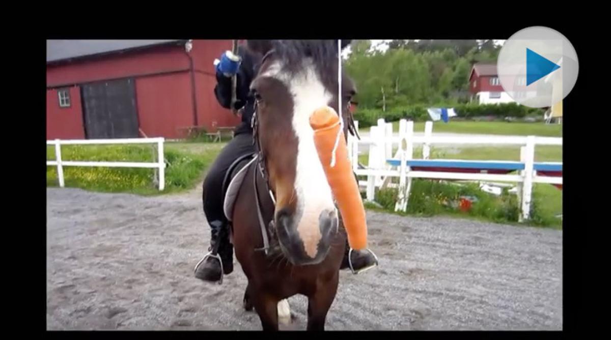 Morot på en pinne – funkar det?