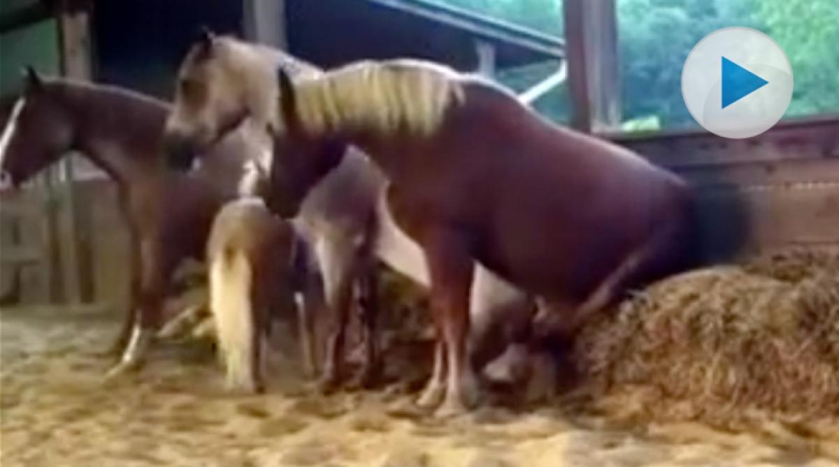 Sittande hästar – en viral succé