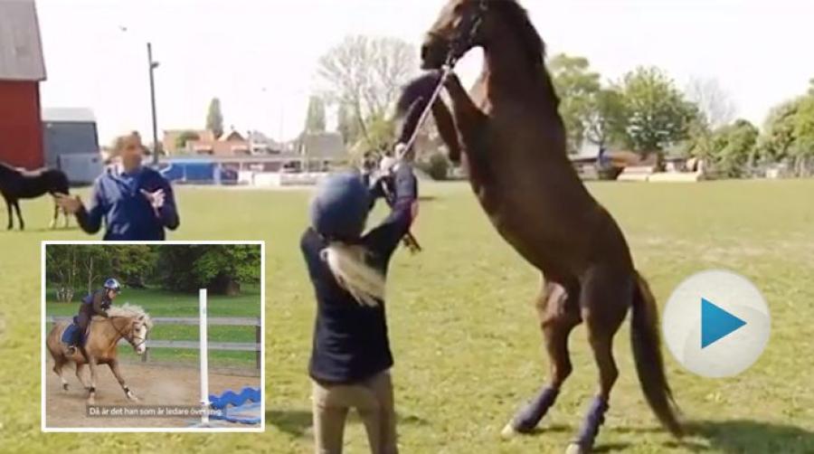 Ponnyer som rullar mitt i ridpasset, som är svåra att lasta och som vägrar att hoppa. Visst minns ni den populära serien med Tobbe Larsson?