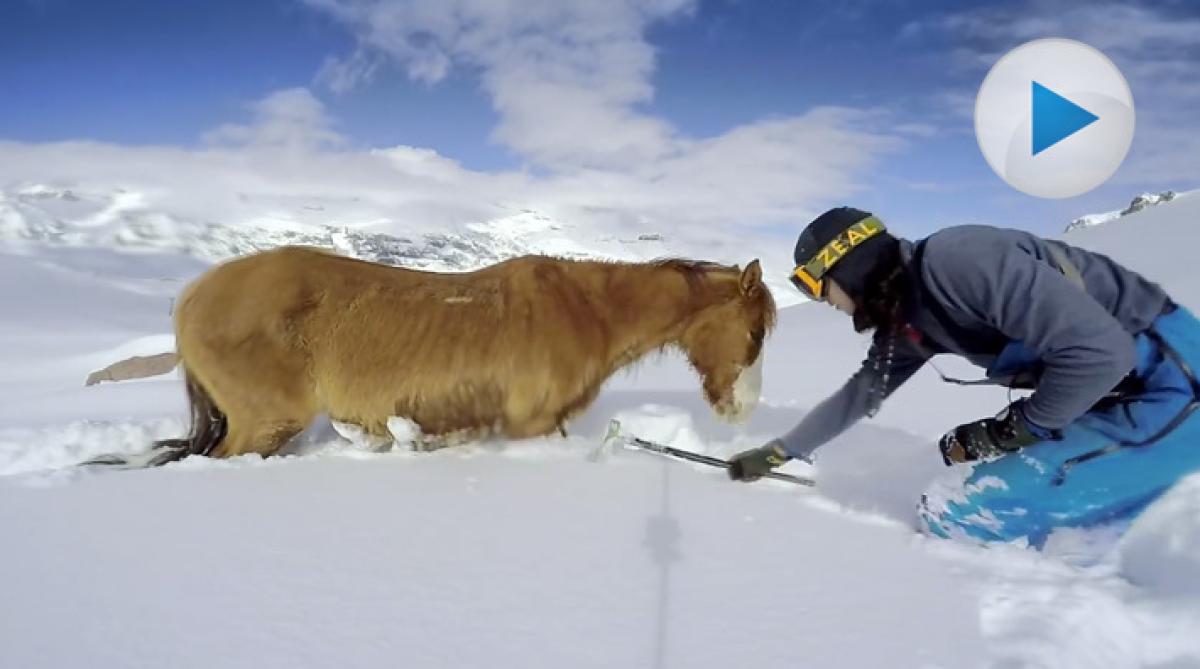 Makalös räddning av häst i djup snö