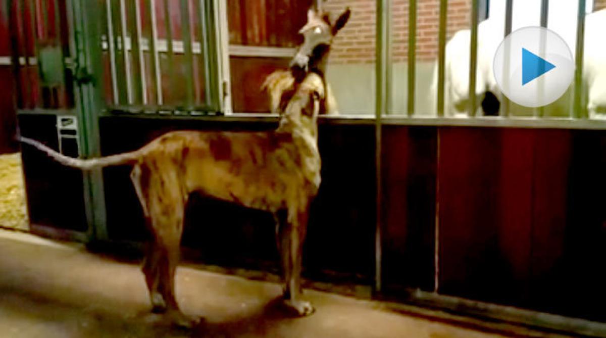 Liten häst och stor hund = bästa polare