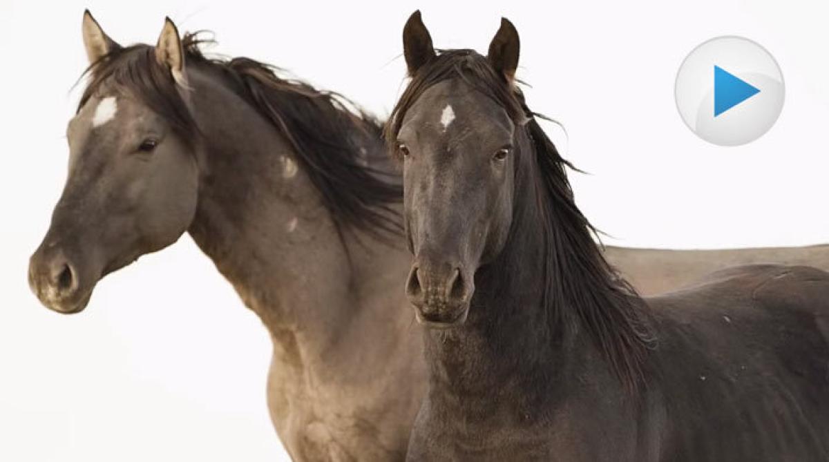 Fotografernas kamp för de vilda hästarna