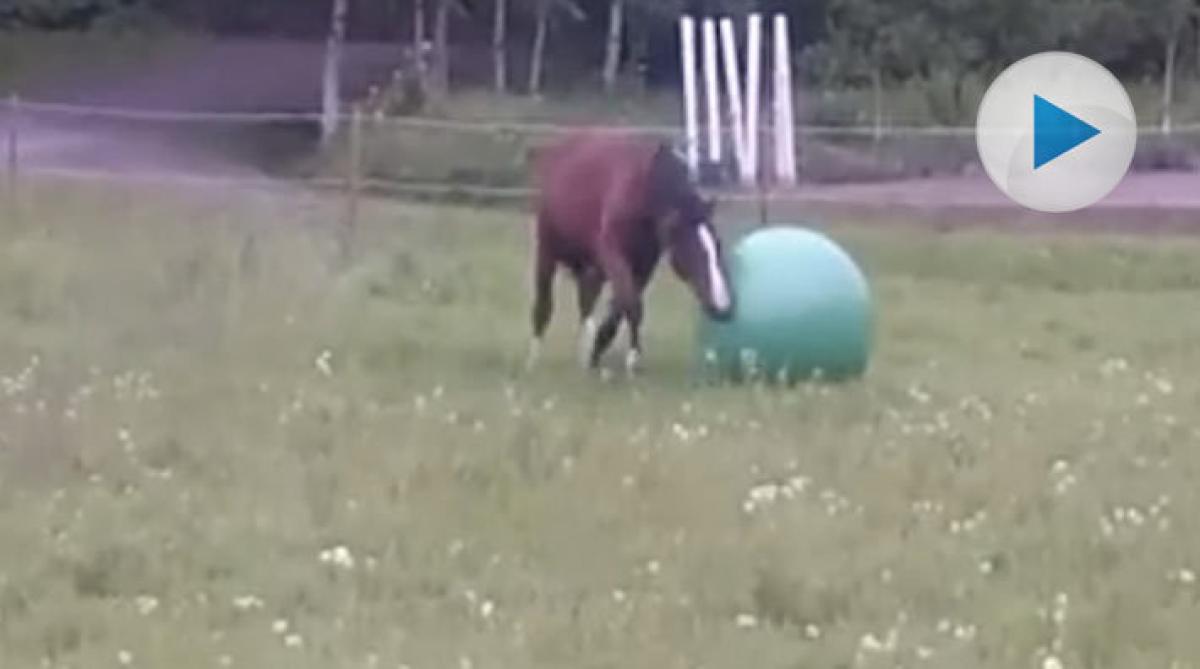 Bollek i hagen