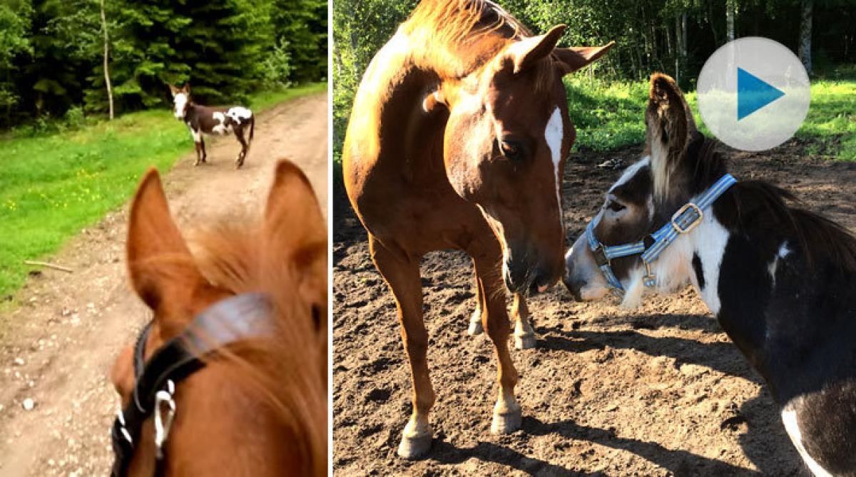 Åsnan Renée tar täten på uteritterna