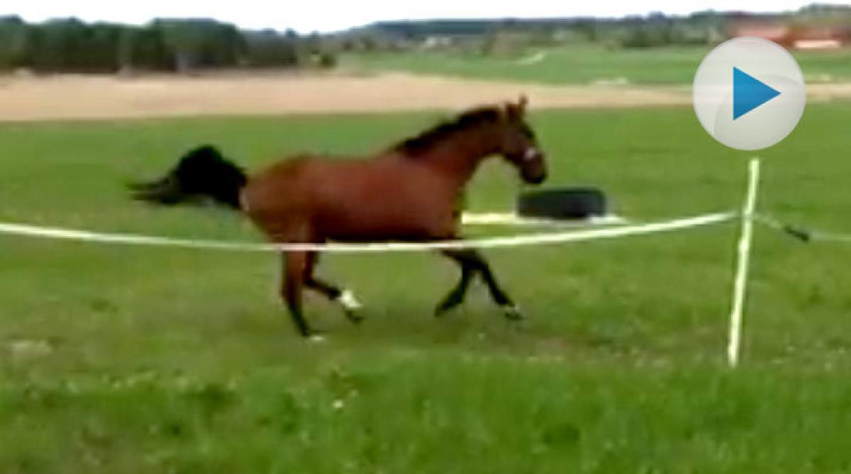 Bestis överlevde benbrottet – se hans lycka i hagen