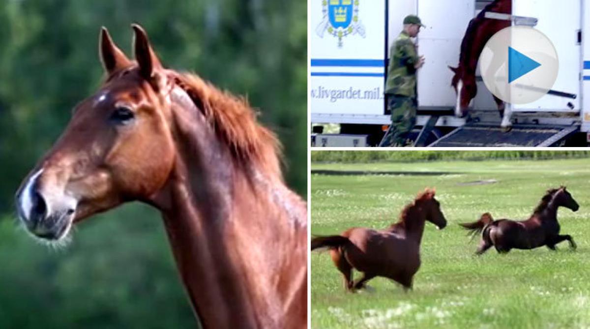 Från prinsbröllop till gräs, frihet och semester