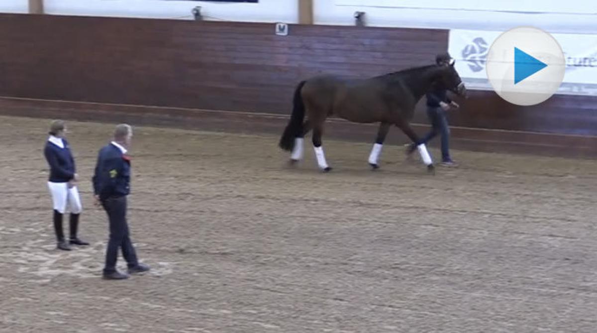 Dressyrclinic med Tinne och Frenk på Strömsholm