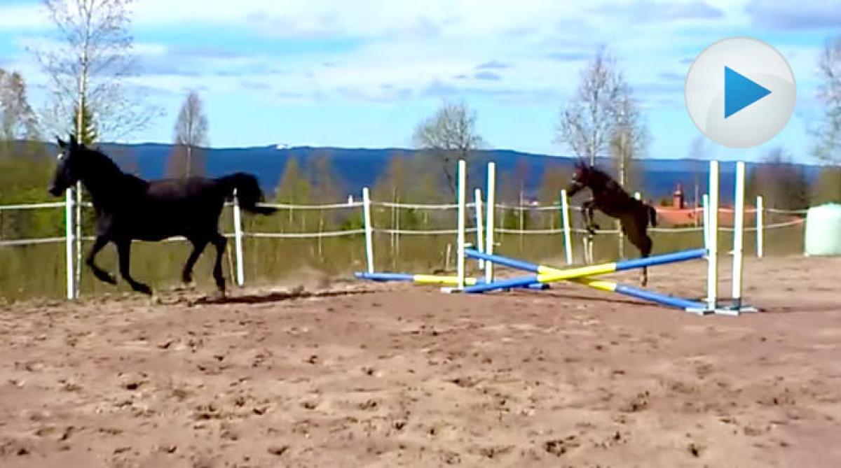 Fölet Kinba, tre veckor, spontanhoppar i paddocken