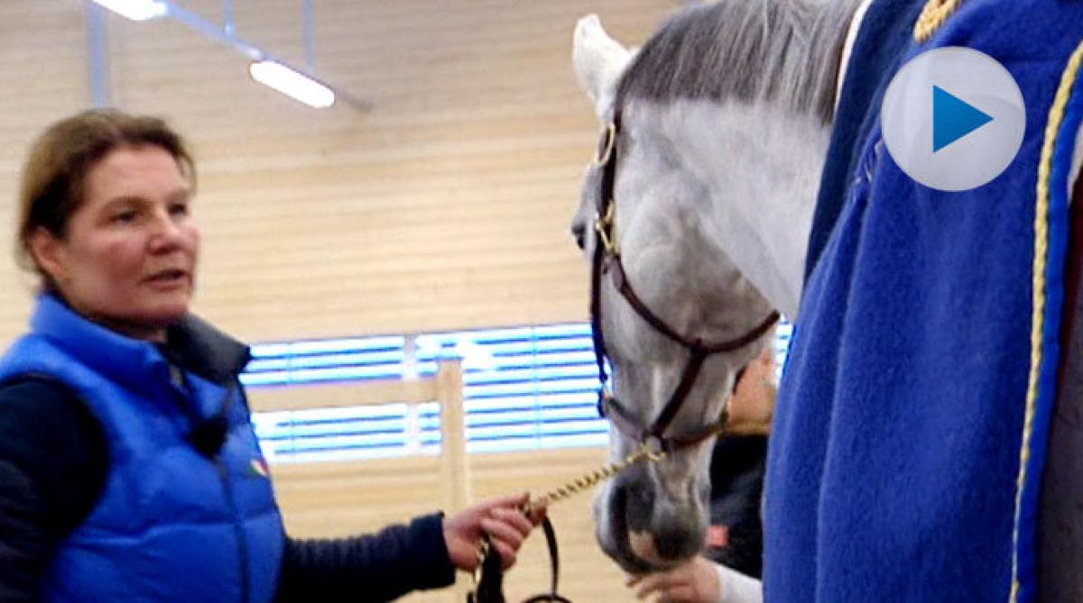 Häng med Bonzai H till veterinären