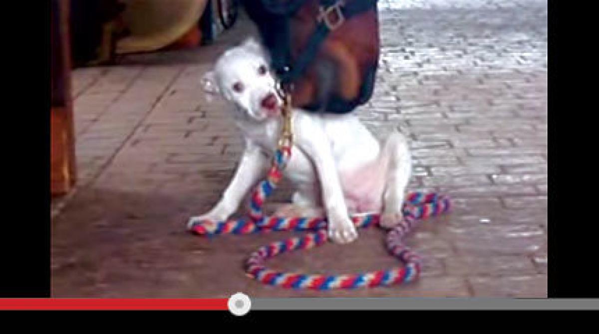 Puppy love - kärlek mellan häst och hund