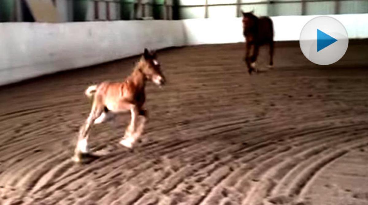 Kanebo OC, en vecka gammal, har spring i benen