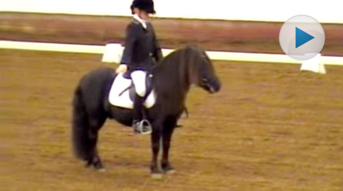 TV-toppen 2015, 4:e plats: Apropå shettisdressyr – hingst som går LA:4