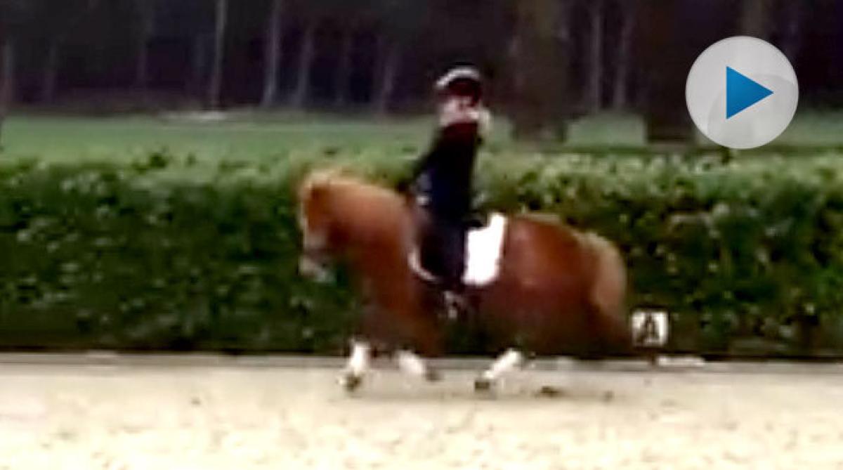 Framtidens dressyrstjärnor – en garanterad sötchock