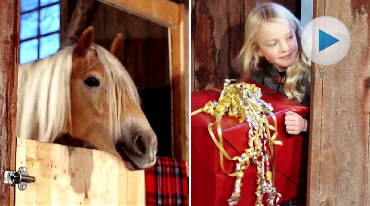 God Jul önskar Hippson och haflingern Starlight!