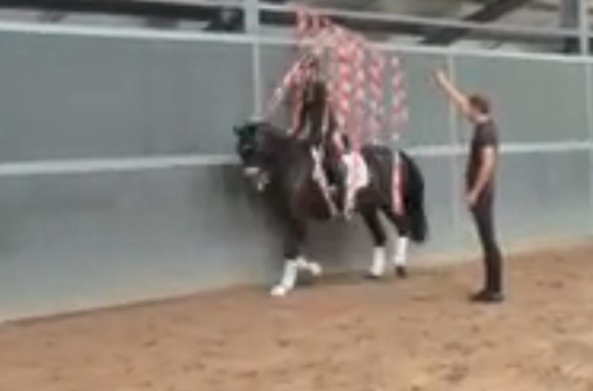 Miljöträning för dressyrhästen