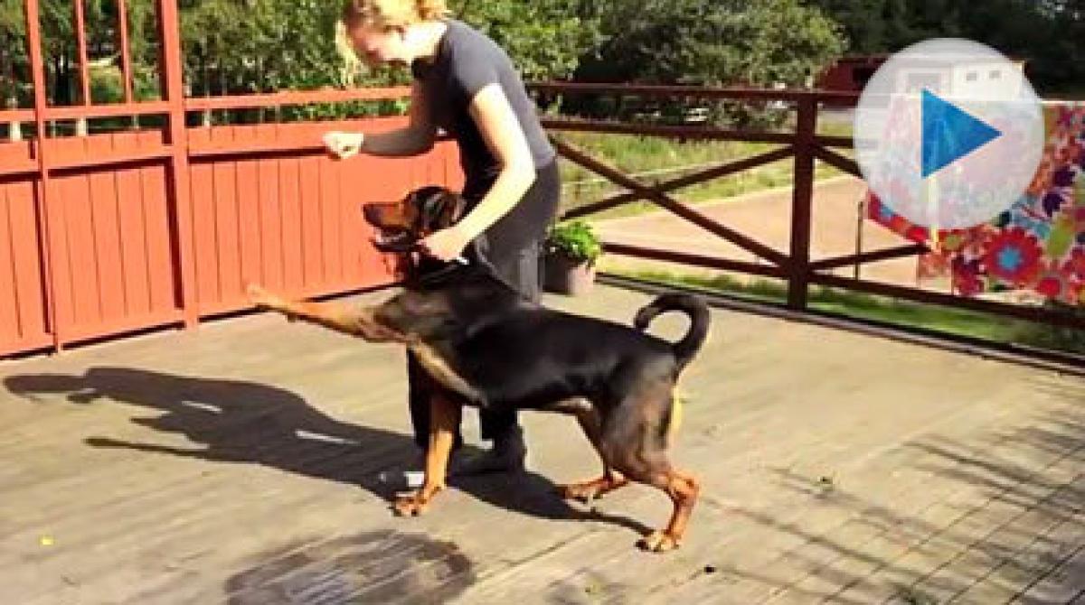 Dressyrig hund som kan spansk skritt