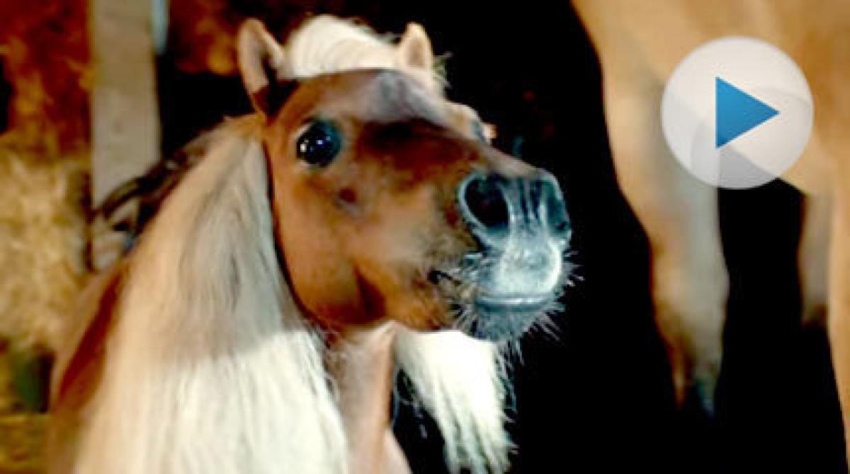 Felix Herngren gör reklamfilmer med ponnyn Vinnie