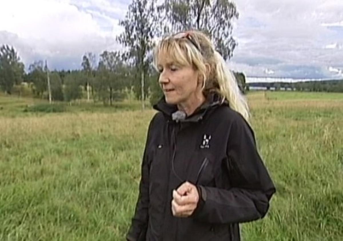 Varg dödade shetlandsponnyer
