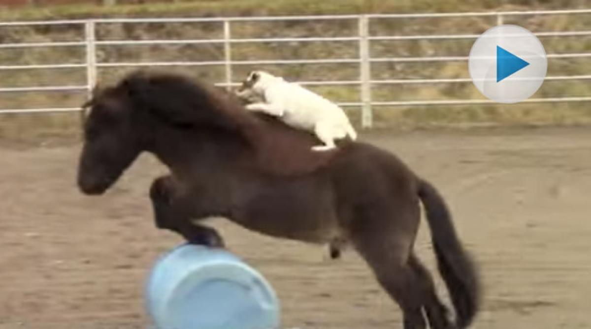 Jack Russel på shettis - don't try this at home …