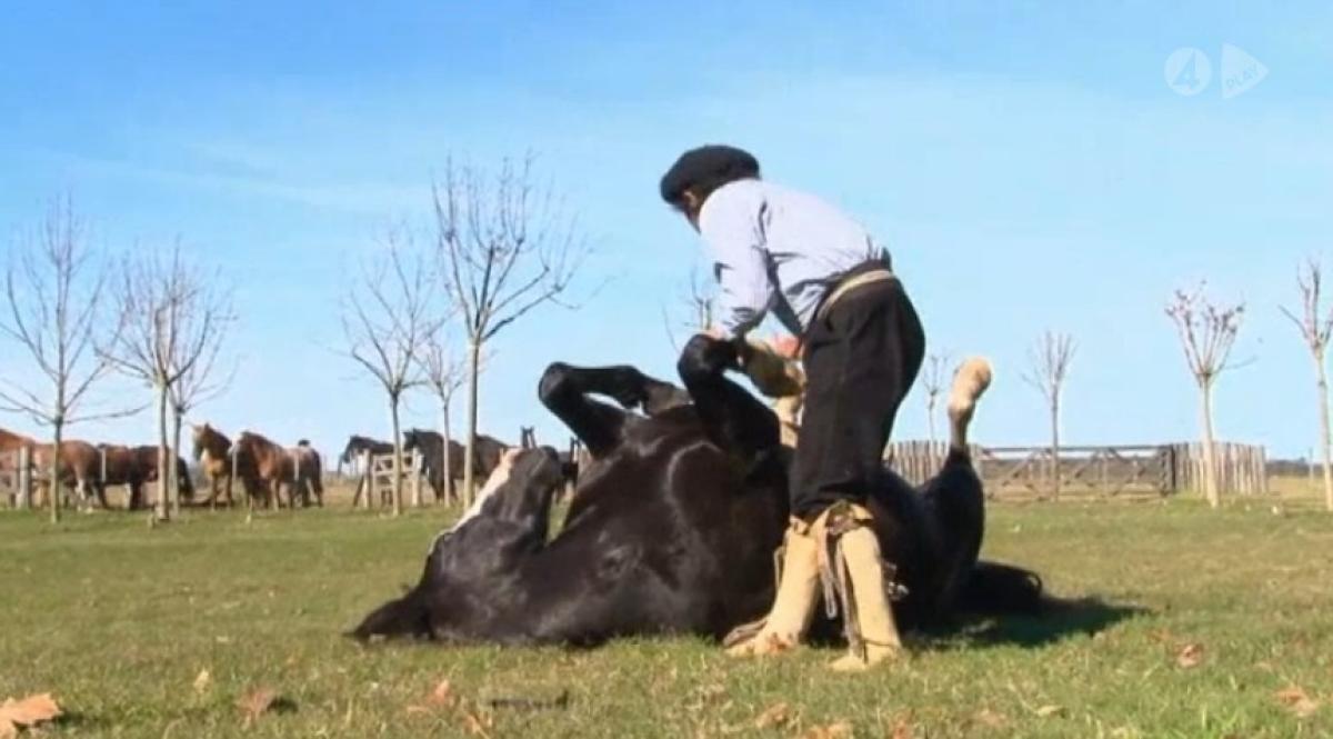 Möt "hästviskaren" från Argentina