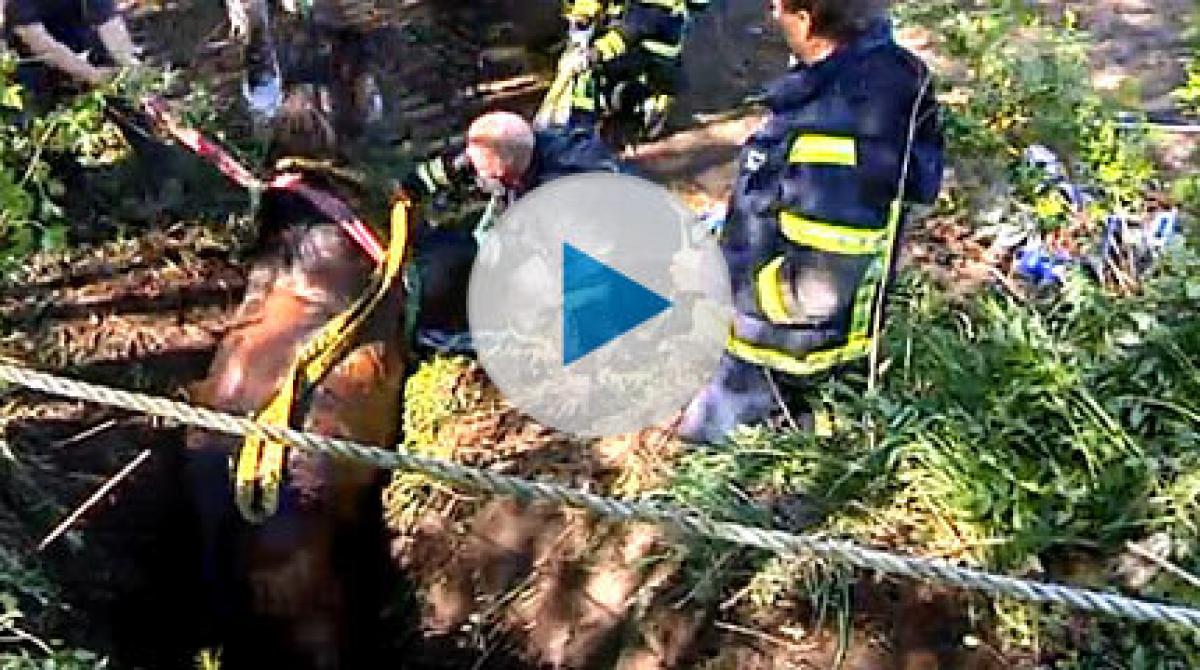 Dramatisk räddning av häst ur brunn