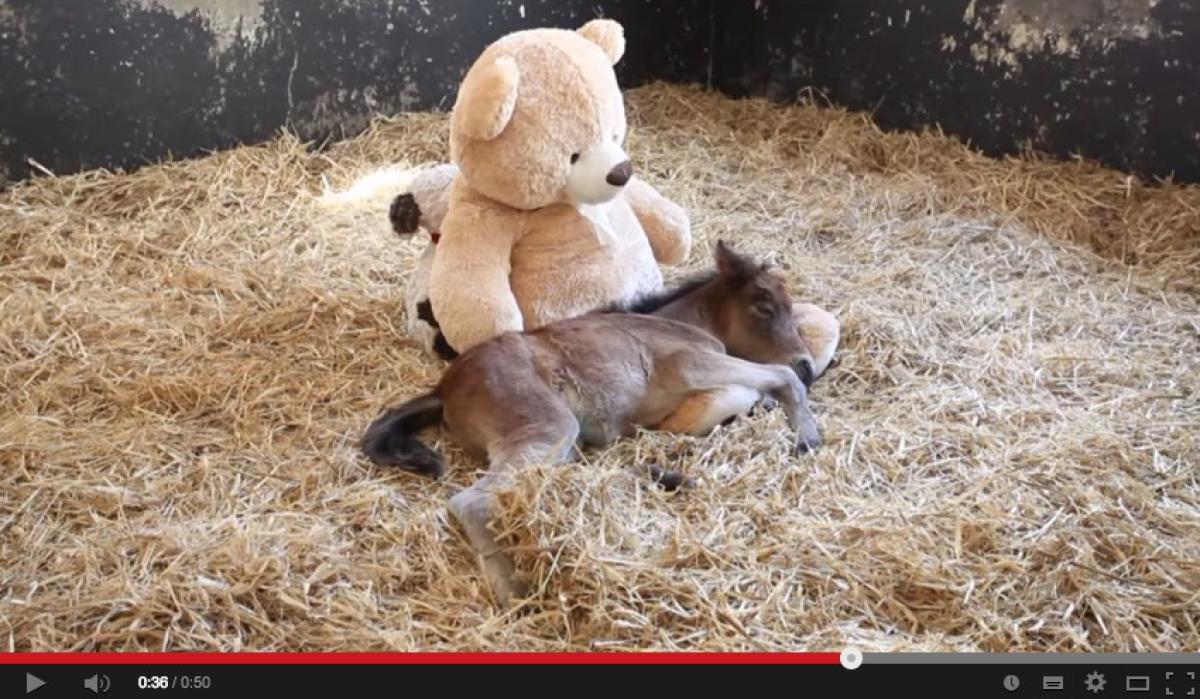 Föräldralösa Breeze får tröst av teddybjörn
