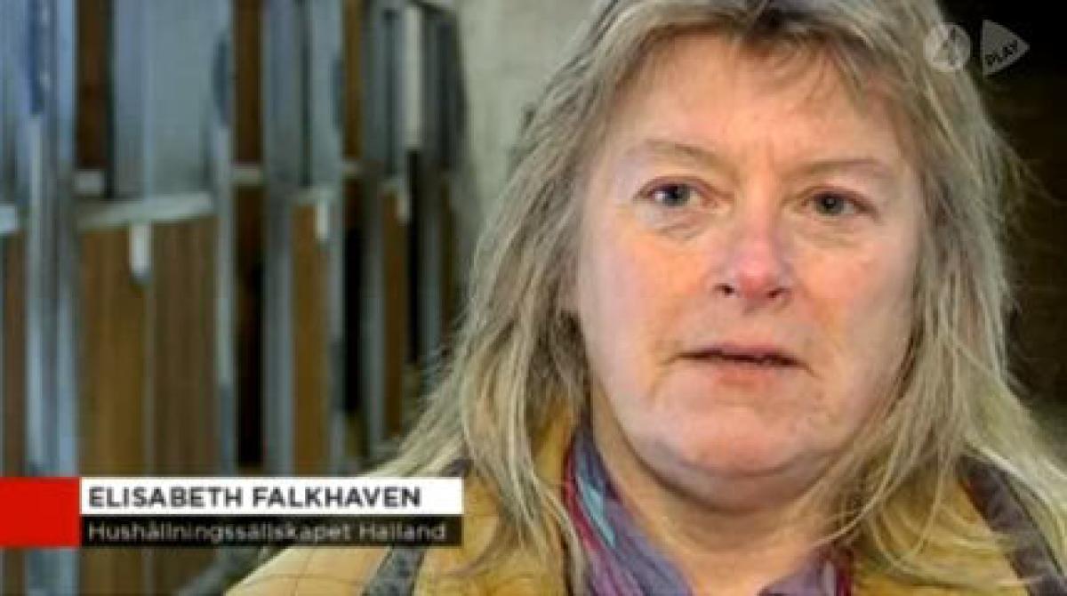 Många svenska hästar är frustrerade