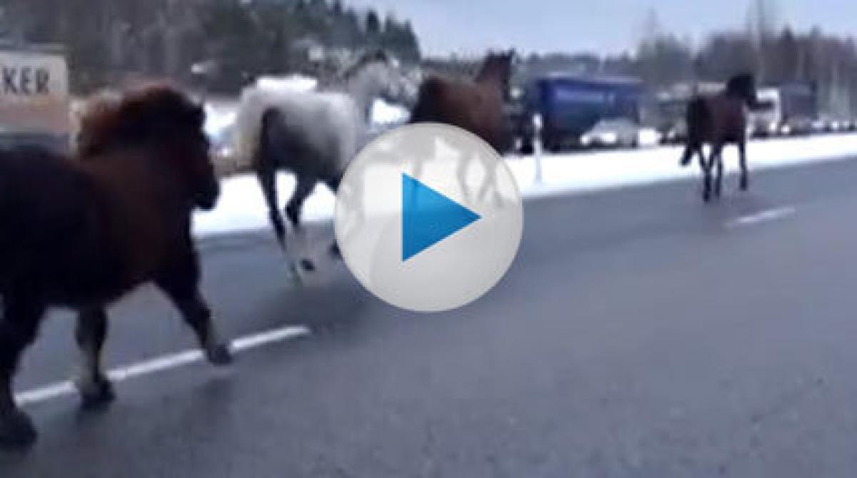 Otäckt med hästar på motorvägen