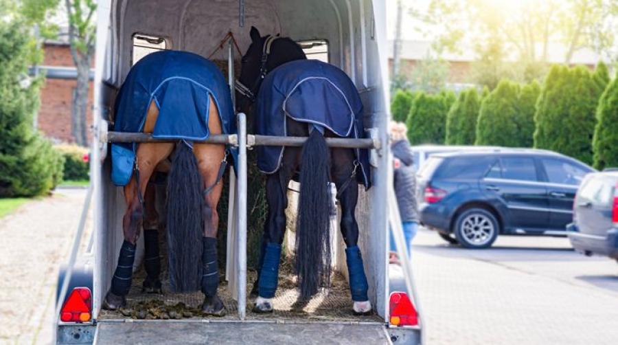 Risk för magsår under transportering – tre saker att hålla koll på