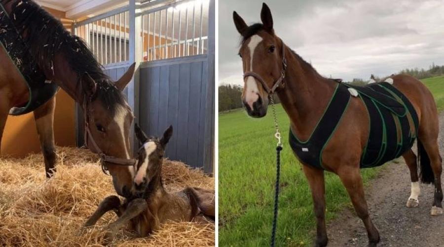 Fem veckor efter bukoperationen fölade Lilly Sånna: ”Hon är en duktig mamma”