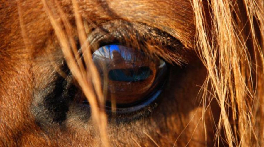 Arkivfoto: Adobe Stock