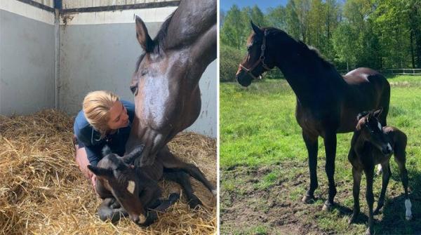 <p>Stoet Yajamila, som Henrik von Eckermann red vid OS i Rio, har fått sitt första föl. En liten hingst efter Copycat som går under arbetsnamnet "Clas".