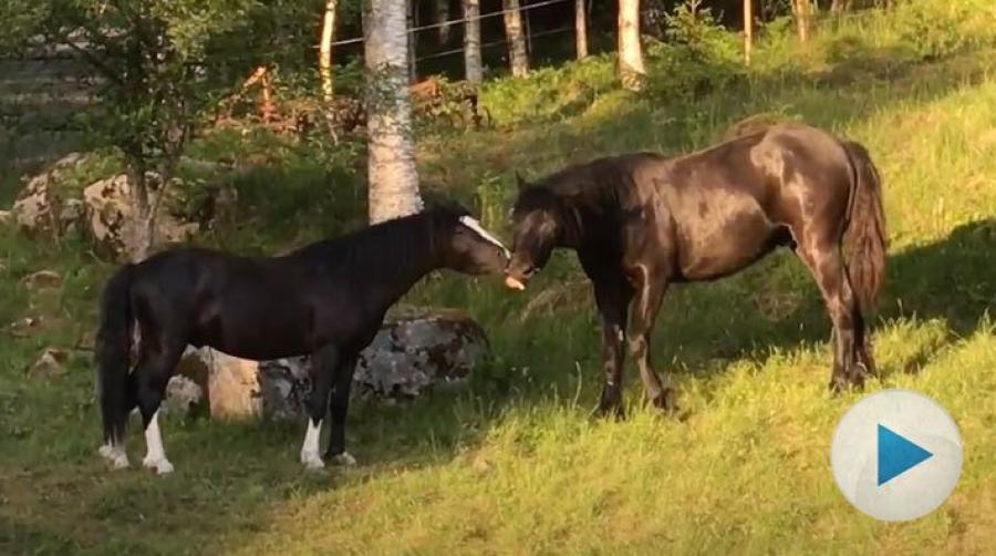 <p>Annelie Eriksson delar med sig av ett roligt klipp. Det är hennes ettåriga nordsvensk Birk och hans treåriga kompis Dusty som leker i hagen.