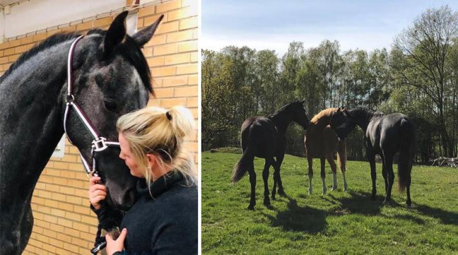 Ägaren om de misstänkt skurna hästarna: ”Det var helt fruktansvärt”