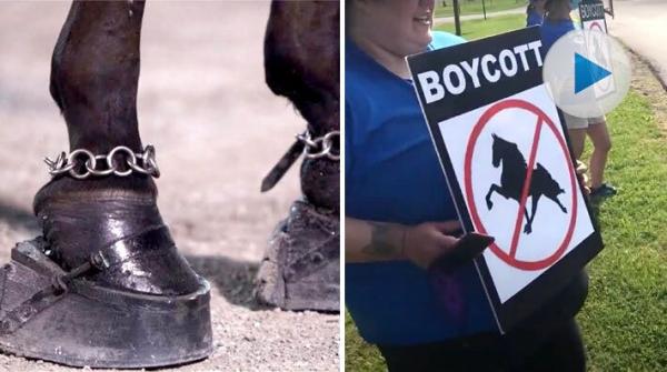 “Big lick”-säsongen har dragit i gång i USA – demonstrationer utanför tävlingarna