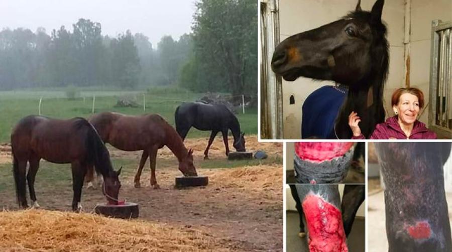 Sasha, Milla och Shelly i hagen innan olyckan. Anna Helgesson och Shelly, vars ben trasades sönder i krocken.