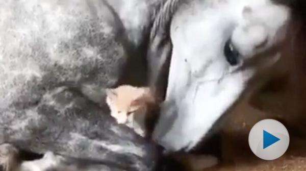 <p>De här två har verkligen funnit varandra. Den lilla katten verkar helt oberörd över kompisens storlek och gömmer sig mellan hästens framben.