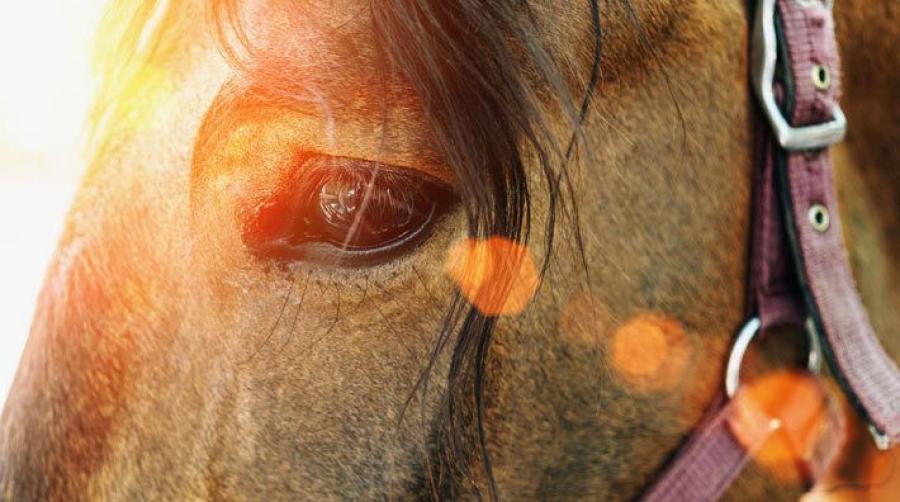 Arkivfoto: Adobe Stock