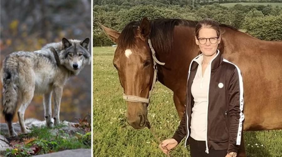Foto: Adobe Stock (varg) och Privat (Caroline)