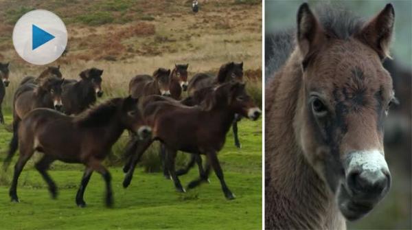 Exmoorponnyn är en hotad ras men det finns fortfarande ett par större hjordar som betar fritt i Storbritannien. Ankerhjorden är en av dem.