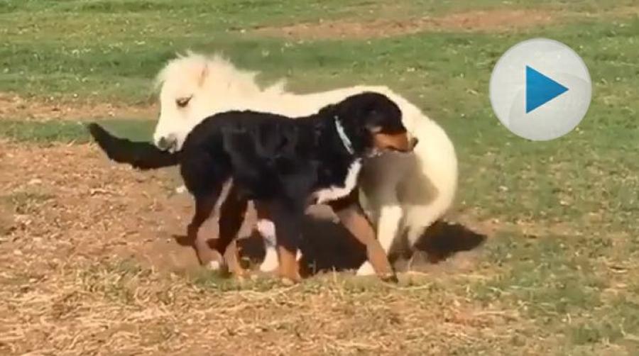 De här söta små fyrbenta kompisarna har verkligen funnit varandra. Kanske tror ponnyn att den är en hund, och vice versa?