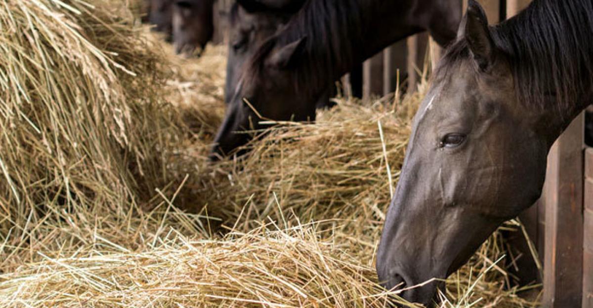 Foto: Adobe Stock