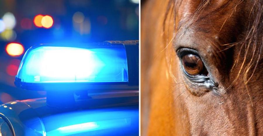 Arkivfoto: Adobe Stock