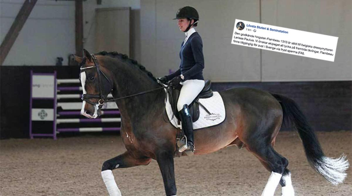 Flambeau med Caroline Darcourt i sadeln. Foto: Annelie Eriksson