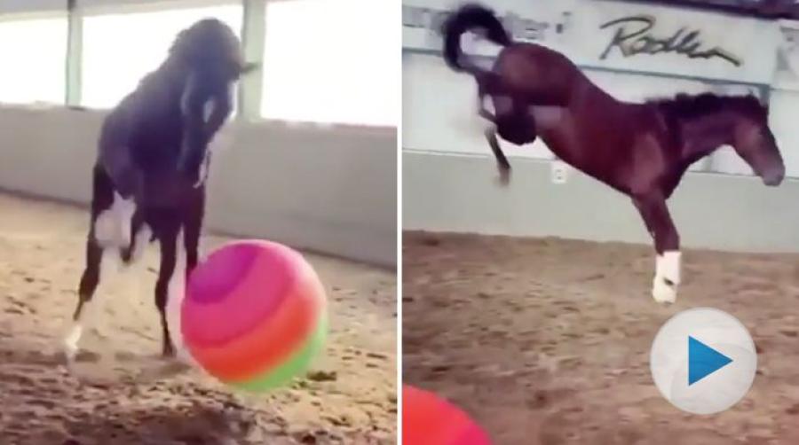 <p>Den här snyggingen är full av energi. Vad passar då bättre än att bli av med överskottsenergin genom att busa med en stor och snabb boll.