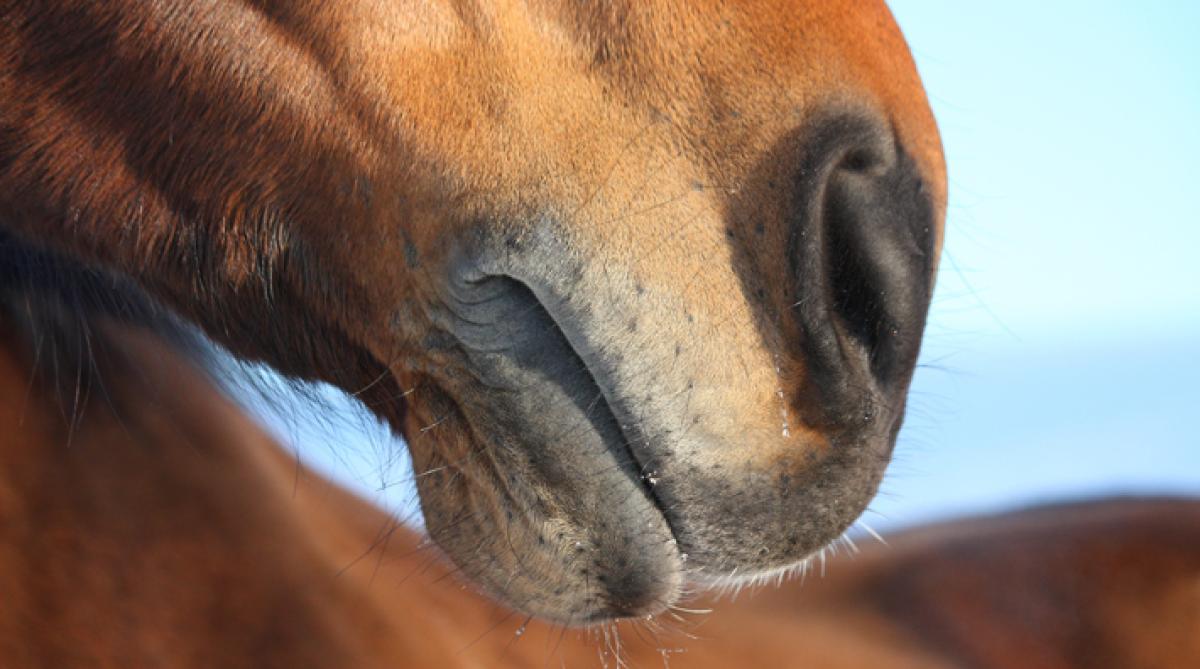 Foto: Adobe Stock
