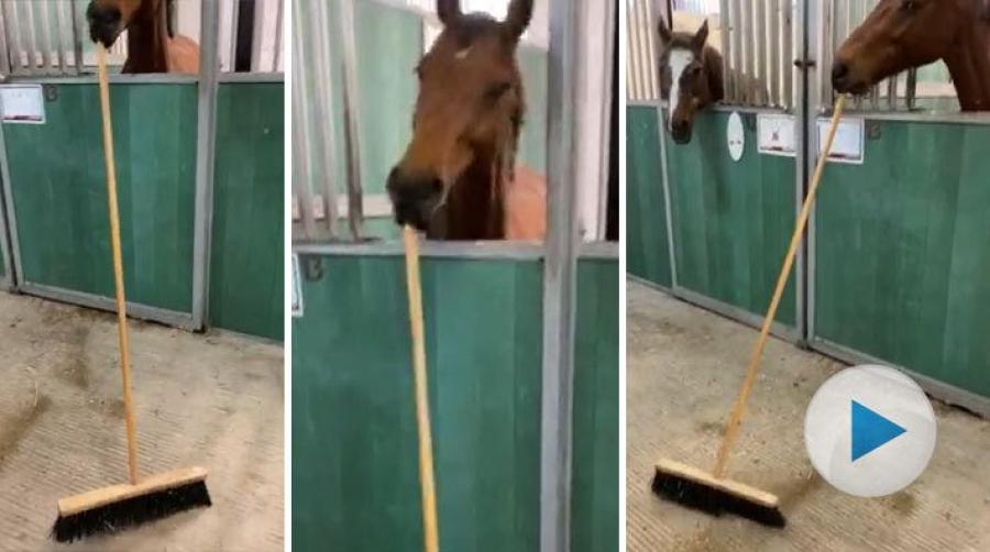 Lotta Lundahls unghäst Ballyshan Baldassare ”Balder” är stallets bästa hjälpreda. Han assisterar gärna med sysslor, som att sopa stallgången till exempel.